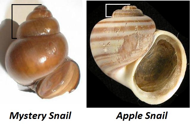 mystery snail or apple snail